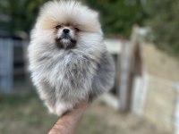 Sağlık ve ırk garantili pomeranian yavrumuz 