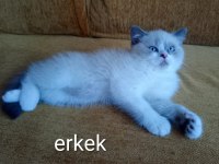 RENGARENK CHİNCHİLLA KEDİSİ