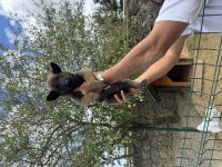 Mükemmel malinois köpekler