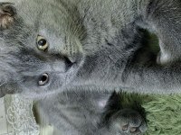 British shorthair acil gri kedimiz