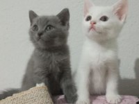 Safkan British Shorthair Bebekler - Renk Renk