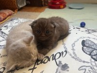 Scottish fold 4 yavru