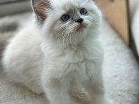 Yurt Dışından Anne ve Baba Şecereli Ragdoll Yavru