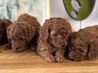 TOY POODLE BEBEKLERİM SAKARYA