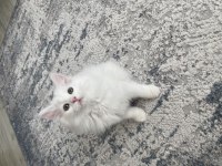 British longhair