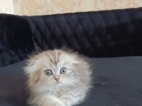 Minnoş kedilerim