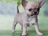 Elma Surat Chihuahua yavrularım
