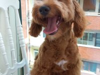 5 aylık maltipoo