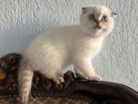 GÜZELLER GÜZELİ KEDİMİZ