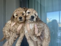 Poodle Köpeğimiz Yavruları