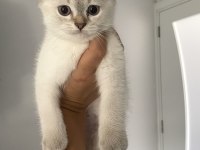 2.5 aylık yavru kediler