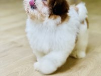 Oyun delisi prenses shih tzu