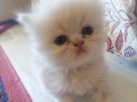 Özelden bilgi verilir persian