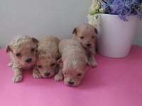 Dişi erkek pet eğitimli maltipoo yavrular
