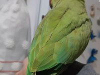 Pakistan papağanı