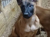 Sağlık Ve Irk Garantili Aşılı Malinoisler