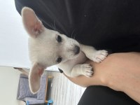 Safkan chihuahua bebeğim