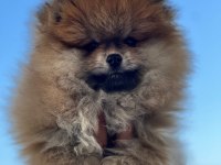 Antalya pomeranian boo