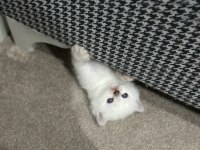Safkan british shorthair bebişler sahibini arıyor