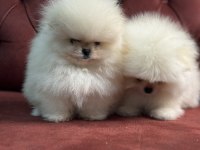 Tea cup pomeranian boo ziyarete açık