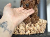 ÖMÜR BOYU IRK GARANTİSİ VE TAM TOY POODLE