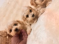 Maltipoo yavrularım yeni yuvalarını bekliyor