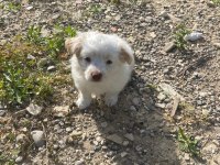 Dost canlısı küçük ırk dişi ve erkek süs köpeği