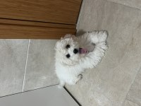 4 aylık terrier