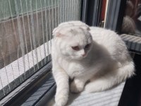 British blue point ve yavrusu scottish fold