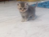 British Shorthair Yavrumuz 1 Aylık