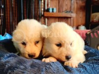 Bembeyaz Güzellik Safkan Samoyed Yavrusu