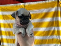 A KALİTE IRK GARANTİLİ PUG BEBEKLER
