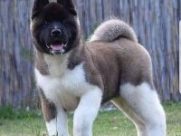 Muhteşem erkek akita bebek