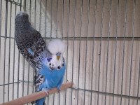 Show jumbo muhabbet kuşları
