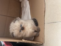 IRK VE SAĞLIK GARANTİLİ YAVRU KEDİLERİMİZ