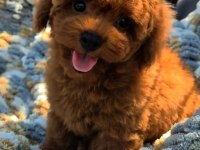 Kore kan tea cup poodle yavrumuz