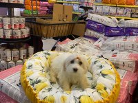 1 numara beyaz maltese terrier