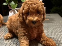 Toy poodle kg garantili