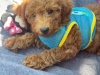 60 GÜNLÜK POODLE YAVRUMUZA YUVA ARIYORUZ