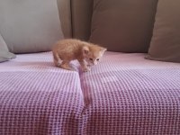 20 günlük tekir kedi sarman kalıcı yuvasını arıyor
