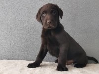 Show Kalite Labrador Retriever Yavrularımız