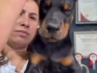 Türkiyeden çıkan dünya standardı doberman yavrular