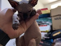 Sphynx (Sfenks) Kedisi
