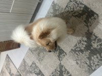 Chow Chow (Çin Aslanı)