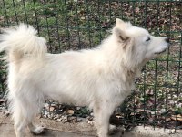 Ankara içi Samoyed bu bebeğe çok acil yuva