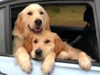 İzin Belgeli Üretim Çiftliğinden Golden Retriever Kapıda Öde