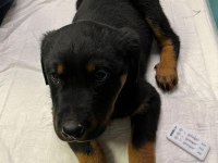Rottweiler bebeeklerimiz sağlık garantilidir