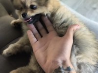 TUVALET EĞİTİMİ MEVCUT KÖPEKTİR BÜTÜN BAKIMLARI YAPILMIŞTIR