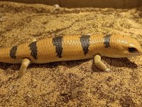 Peters banded skinks