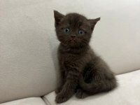 British longhair yavrularımız